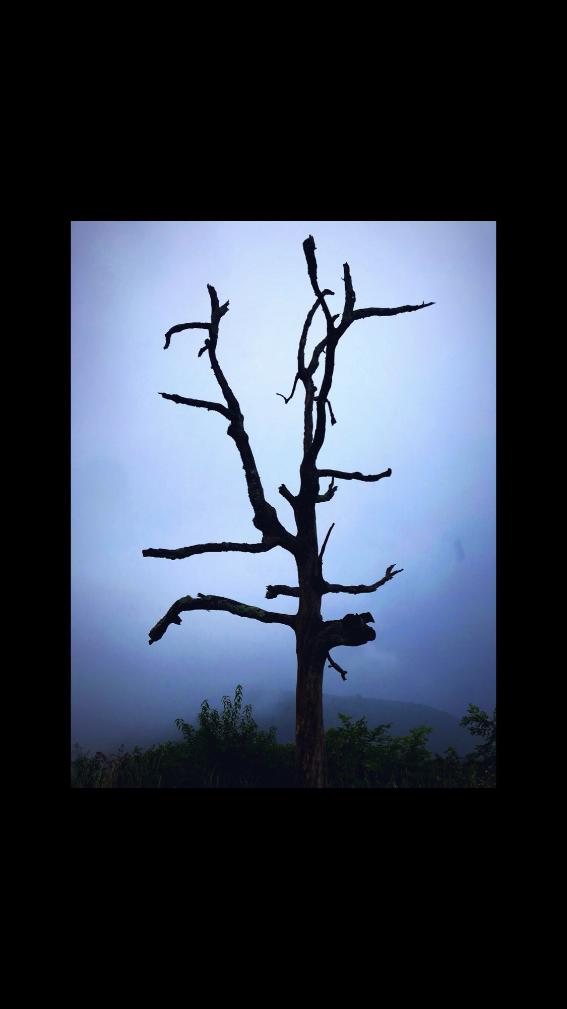 Foggy Tree